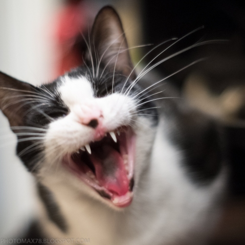the cat yawns